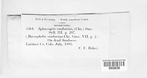 Coniothyrium sambucinum image